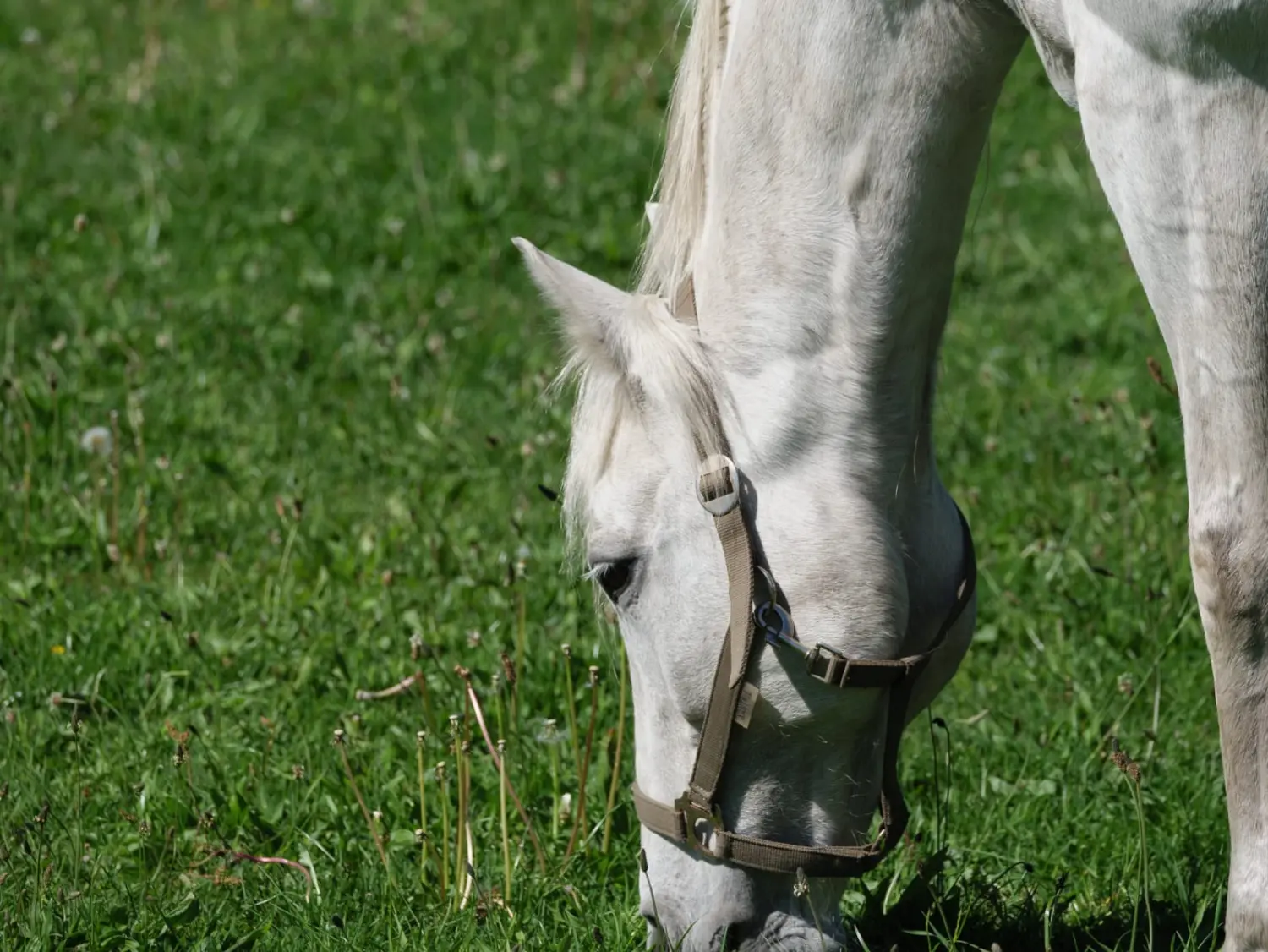 Systemische Aufstellungen
